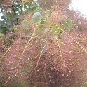 Cotinus coggygria 'Royal Purple' P29